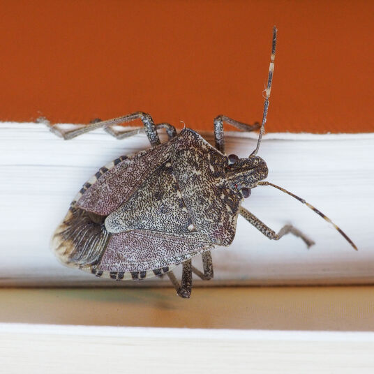 Stink bugs: Everything you need to know - Wallenius Wilhelmsen