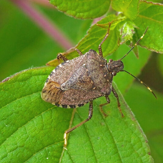 Stink bugs: Everything you need to know - Wallenius Wilhelmsen