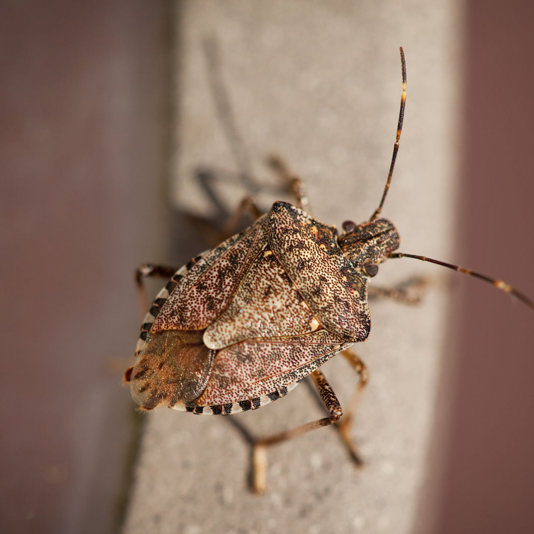 stink-bugs-everything-you-need-to-know-wallenius-wilhelmsen